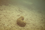 New L from Deep Territory in Cleaning Pose Piling - Porites Asteroides with Sharknose Goby - 01/04/71 by John C. Ogden