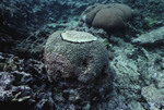 Gallo Cay Lemon Cays D. Strigosa [Diploria strigosa] BBD [Black Band Disease] K-200 18mm 07/19
