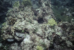 West Barrier PR [Patch Reef]-6-8 Surface K-200 28mm Flash - 07/21/91