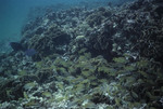 West Barrier PR [Patch Reef]-12 F.R. Grunts Surface K-200 28mm Flash - 07/21/91
