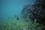 West Barrier PR [Patch Reef]-12 Grunts K-200 28mm Flash - 07/21/91 by John C. Ogden