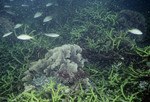 San Blas Pt. [Point] Pr [Patch Reef]-2 Eucheuma K-200 28mm Flash - 07/21/91