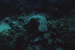 Aguadargana - M. Cavernosa [Montastrea cavernosa] and Colpophyllia 70' Sail Rock K-200 18mm - 07/17/91
