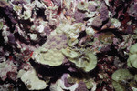 Ulagsukun W-C - P. Astreoides [Porites astreoides], Lobophora K-200 28mm - 20 ft deep - Mangrove Bay - 07/22/91 by John C. Ogden