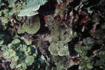 Ulagsukun W-C - Lobophora, Agaricia K-200 28mm - 07/22/91 by John C. Ogden