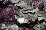 Ulagsukun W-C - Lobophora, Bleached Agaricia, sponge-covered also K-200 28mm - 07/22/91 by John C. Ogden