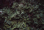 Ulagsukun W-C - Madracis, Lobophora K-200 28mm - 07/22/91 by John C. Ogden