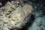Ulagsukun W-C - Lobophora - 43 ft deep - 20cm diameter many polychaetes in Stephanocoenia michelini K-200 28mm - 07/22/91