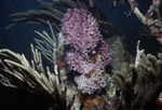 Aguadargana - Sabellids [Polychaete Marine Worms] - Sail Rock and soft corals K64 28mm FL - 07/23/91