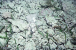 PR [Patch Reef]-19 Wichub Huala - Scorpion Fish K64 28mm FL - 07/23/91