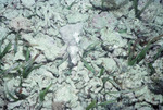 PR [Patch Reef]-19 Wichub Huala - Scorpion Fish K64 28mm FL - 07/23/91