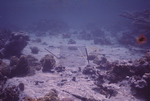 Pico Feo - Cage - view exclusion cage on sand bottom - 06/16/70 by John C. Ogden