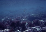 Sergeant major (Abudefduf saxatilis) and other fish swimming above a coral reef