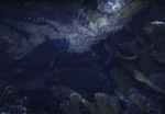 Multiple midnight parrotfish (Scarus coelestinus) swimming near a coral reef