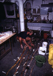 Dr. John Ogden examining contents of green sea turtle (Chelonia mydas) dissected digestive organs [2]