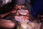 Researchers examining the dissected lungs of a green sea turtle (Chelonia mydas)