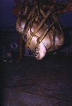 A green sea turtle (Chelonia mydas) being moved with straps and a mechanical hoist by John C. Ogden