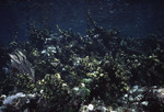 Reef with abundant brown algae and a sea fan (Gorgonia)