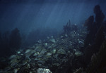 School of bluestriped grunt (Haemulon sciurus) swimming near a coral reef