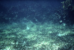Multiple fish swimming near a reef