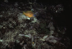 Yellow fish swimming near a reef