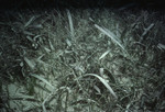 Seagrass bed, sixty meters from a reef [2]