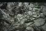 Seagrass bed, sixty meters from a reef [1]
