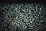 Seagrass bed near a reef [1]