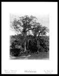 Ceibas Trees