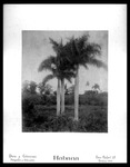 Palm trees in Cuba
