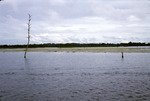 Photograph, Lake Rousseau View South
