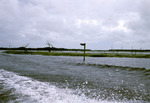 Photograph, Lake Rousseau at Sharp