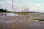 Photograph, Wetlands by Unknown
