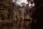 Photograph, Trees Along Rodman Pool by Unknown