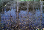 Photograph, Emergent Hydrilla, Rodman Pool by Unknown