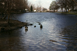Photograph, Baxter Pond, Port Washington, New York by Unknown