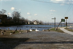 Photograph, Ducks at Mill Pond, North Hempstead, New York by Unknown