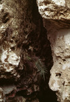 Photograph, Crevice in Ocala Cave