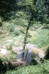 Photograph, Small Sinkhole on the Eastern Shore of Neff Lake by Unknown