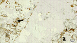 Coweeta Group (MP18-UNC) Zone 1 magnification 500x, Plane polarized light by Aurélie Germa