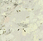 Ashe metamorphic suite and Tallulah Falls Formation (WSFG) Zone 3 magnification 500x, Plane polarized light
