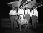 Group of Men Posing with the Winning Greyhound by Robertson and Fresh