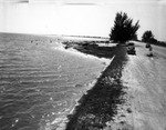 One of the Many Beaches on the Courtney Campbell Causeway by Robertson and Fresh