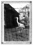 Whooping Cranes in Captivity by Robert Porter Allen