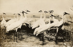 A flock of Whooping Cranes by Robert Porter Allen