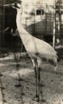 A close-up shot of a Whooping Crane in captivity by Robert Porter Allen