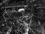 Roseate Spoonbill Chick by Robert Porter Allen