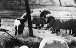 Sheep Behind a Barbed Wire Fence by Robert Porter Allen