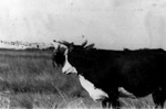 Cows Grazing in Pasture by Robert Porter Allen