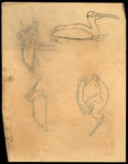 Drawings of spoonbills